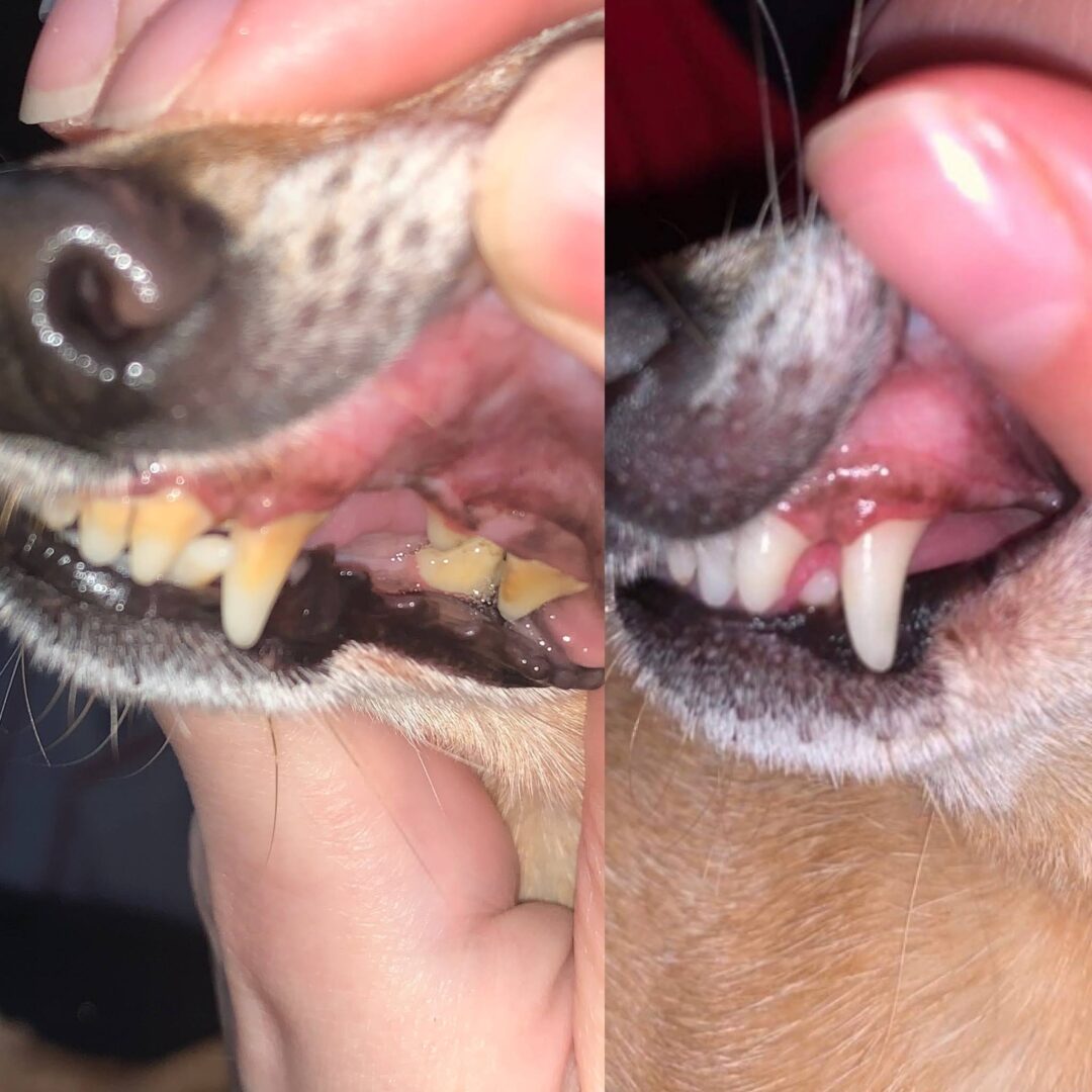 Pet Oral – Zahnpflege, die dein Tier liebt