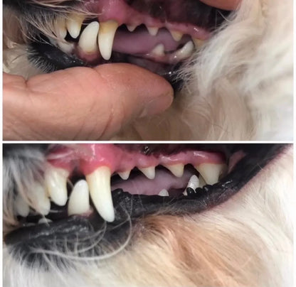 Pet Oral – Zahnpflege, die dein Tier liebt