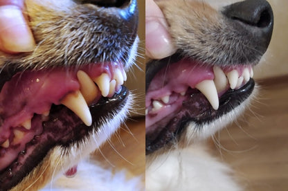 Pet Oral – Zahnpflege, die dein Tier liebt